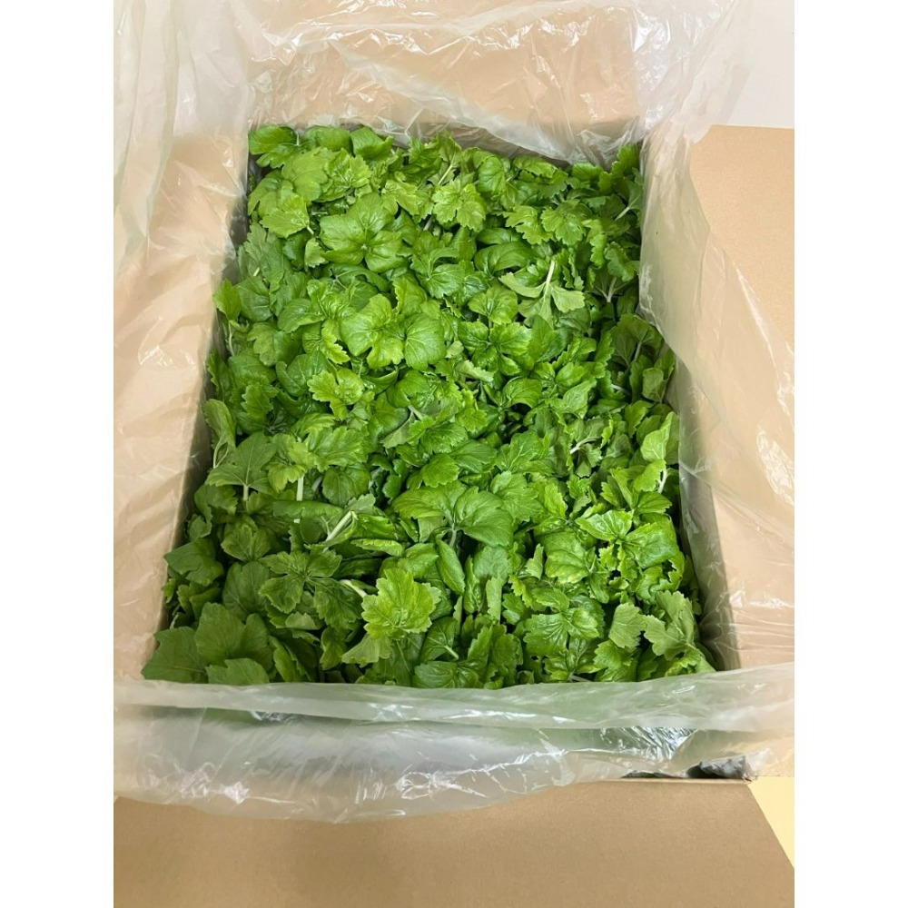 〈ホワイトセロリ〉水耕栽培/福井県産/サラダ/安定供給/高栄養価