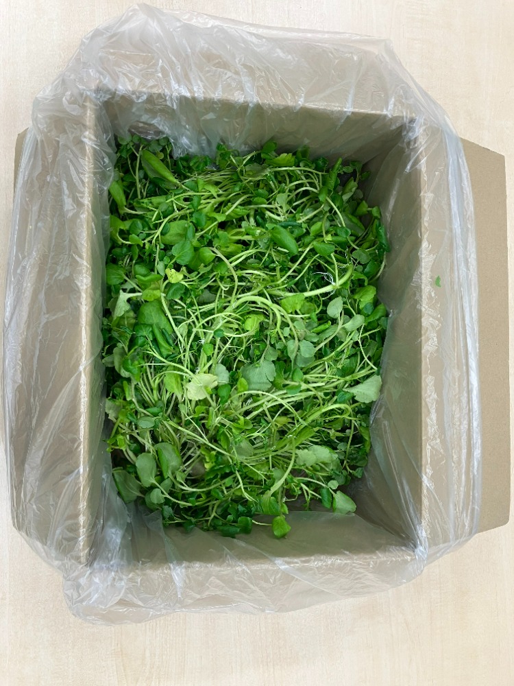 【サラダクレソン】水耕栽培/福井県産/安定供給/高栄養価