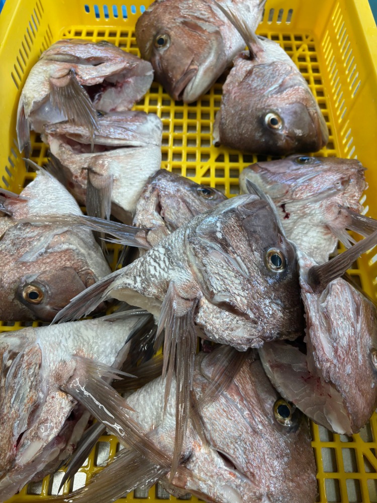徳島県産　養殖真鯛あら(頭カマ)　20kg