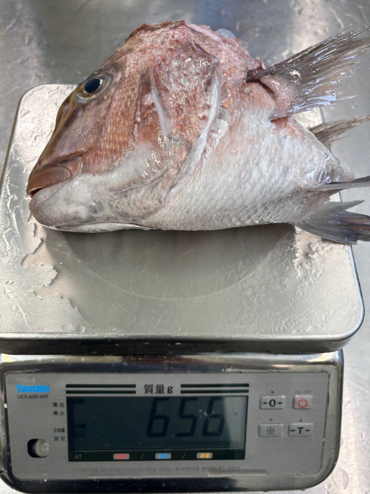 徳島県産　養殖真鯛あら(頭カマ)　20kg