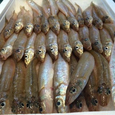 �D�]�@�����@�i���낵�j�P�����łQ�O�C�O��