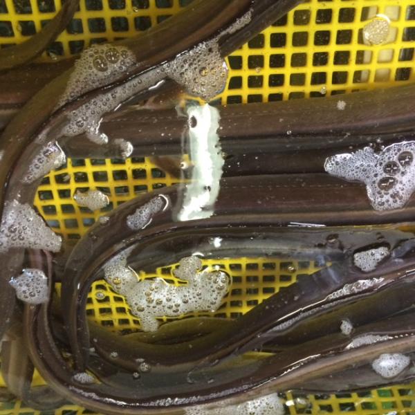 はも　（１匹　６００ｇ前後)瀬戸内海産