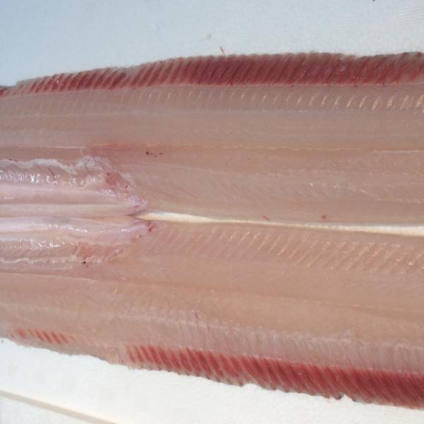 たちうお　1ｋｇ以上