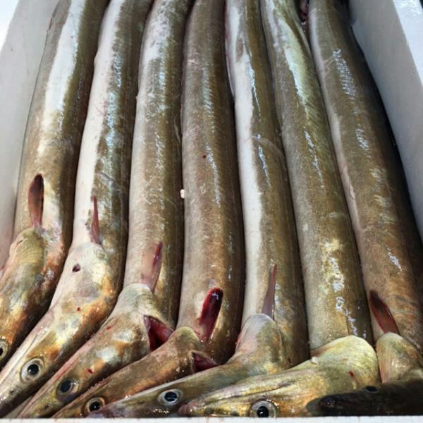 はも【鱧】　（１匹　６００ｇ前後)瀬戸内海産