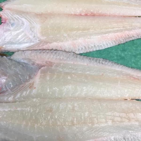 朝〆養殖ひらめ　1.5ｋｇ前後サイズ