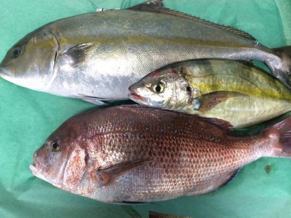 京　　養殖お刺身　３品セット