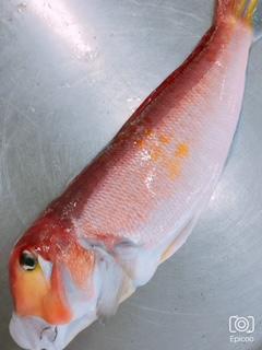 甘たい　長崎県産　ウロコとり　フィレ