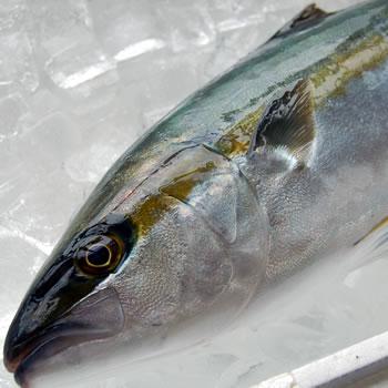 浜坂産　ヒラマサ　約6.5ｋｇ