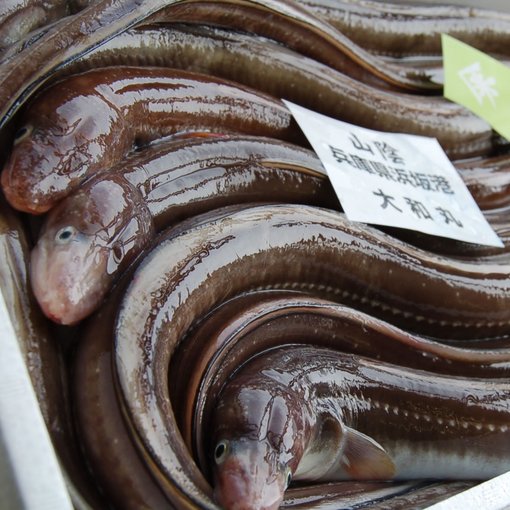 山陰沖産　アナゴ開き（生冷凍）　4ｋｇ入り　※大小混ざり