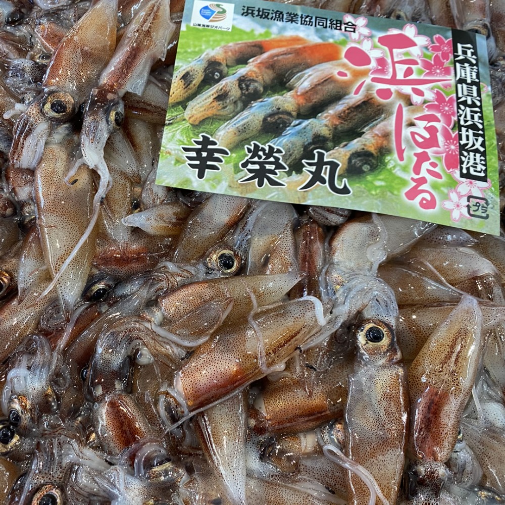 山陰浜坂産　生ほたるいか（冷凍）　150ｇ入x86パック