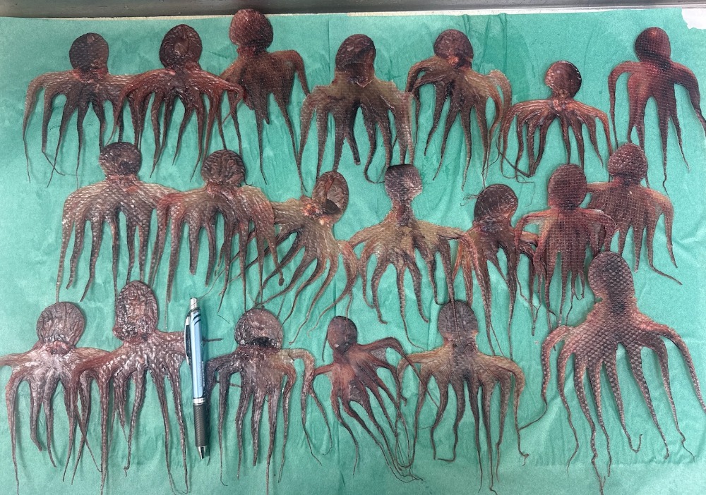 【美味い珍しい面白い】ホシイイダコ