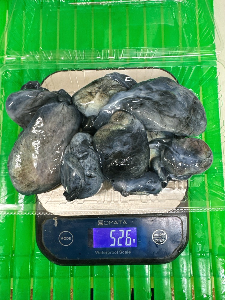 【使う人には良いです！】紋甲いか　墨