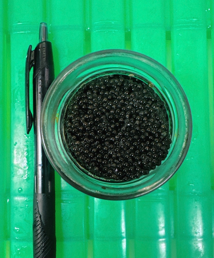 【アクセントに！】ランプフィッシュ卵