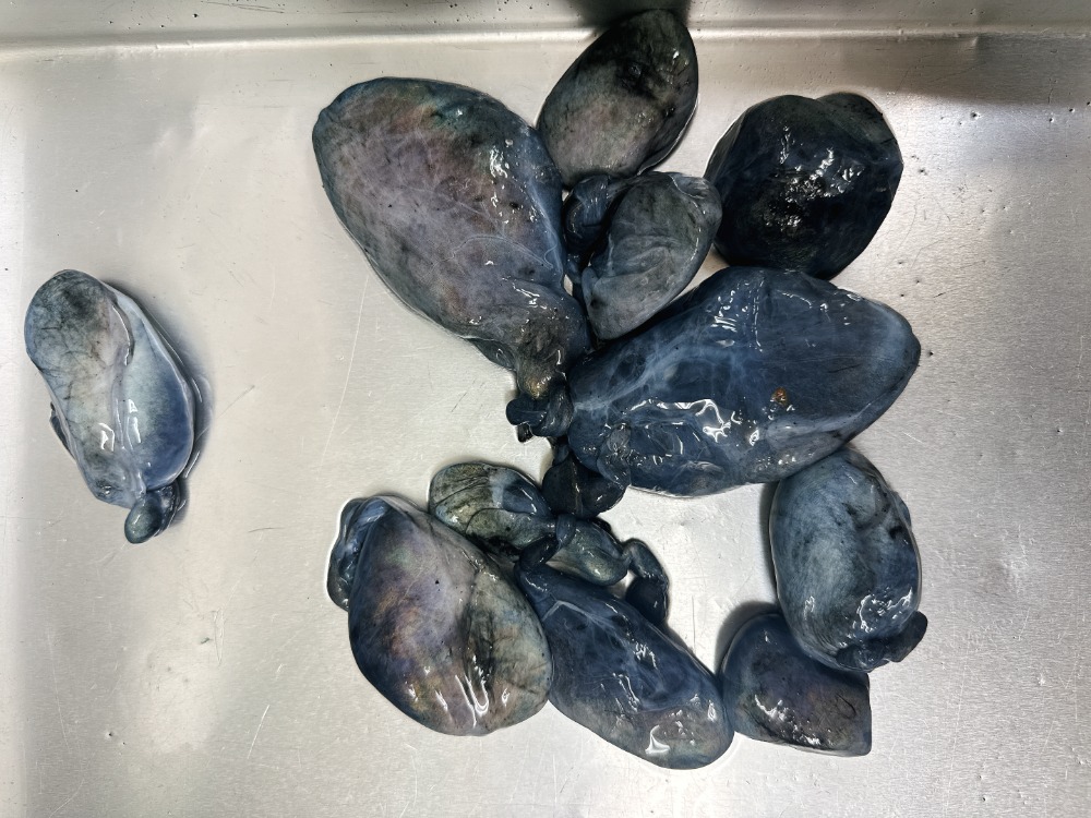 【使う人には良いです！】紋甲いか　墨