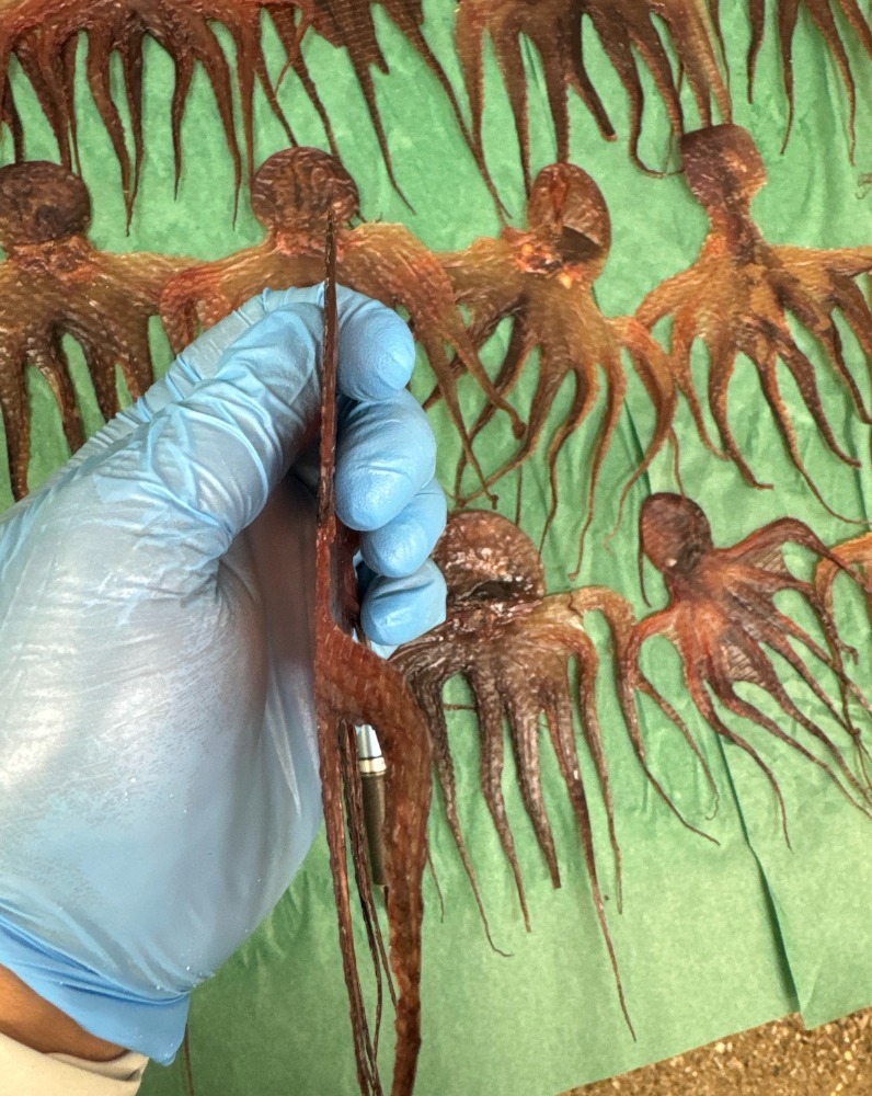 【美味い珍しい面白い】ホシイイダコ