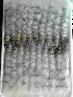 16-20�L�΂��C�V�u���b�N�^�C�K�[�@20��x40P�@�Ⓚ�@�Ɩ��p