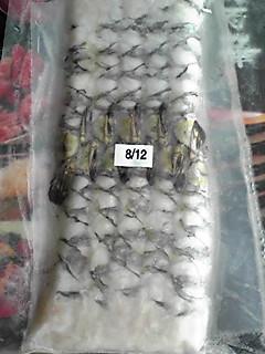 8-12�o�i���C�L�΂��C�V�@10��x32���@�Ⓚ�@�Ɩ��p