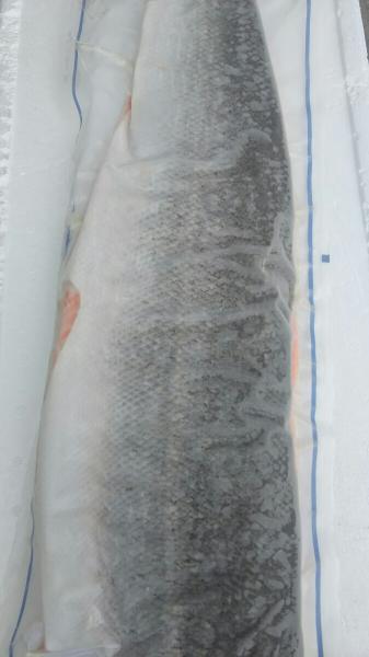 チリ産　トラウトトリム　皮付き　C　10kg　サーモン　冷凍