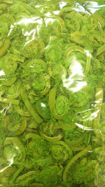 厳選　こごみ水煮　1Kgx15P　業務用　　