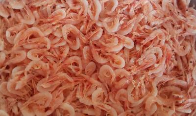 ��p�Y�@���g������C�V�@500��x24�o�@�Ⓚ