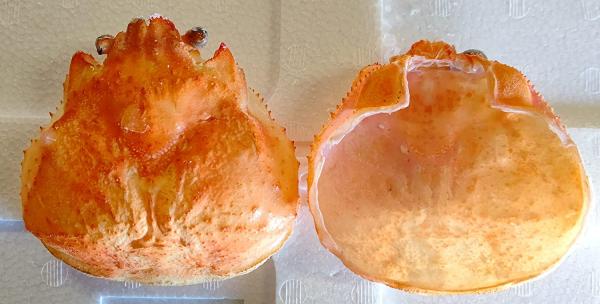 甲羅　ずわいがに　殻　300個　8.5〜9cm　冷凍