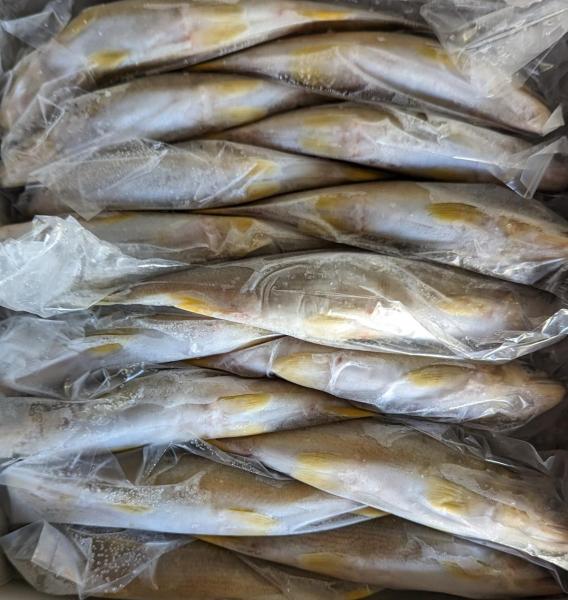 中国産　冷凍あゆ　1Kgx10箱　業務用　冷凍