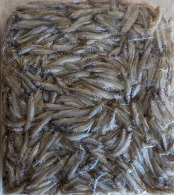 ���Y�@�Ⓚ�@�킩�����@1Kgx12�o�@����5-8cm�@�Ɩ��p