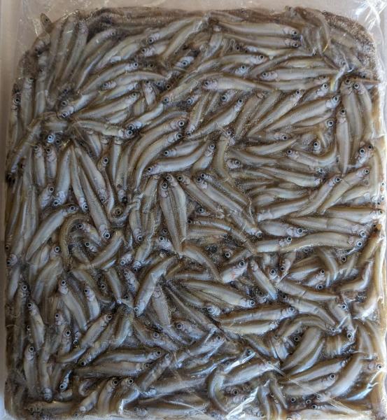 国産　冷凍　わかさぎ　1Kgx12Ｐ　尾約5-8cm　業務用