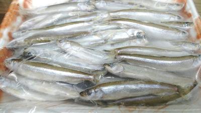 ���Y�@�킩�����@���@500��x20P�@8-10cm�@�Ⓚ