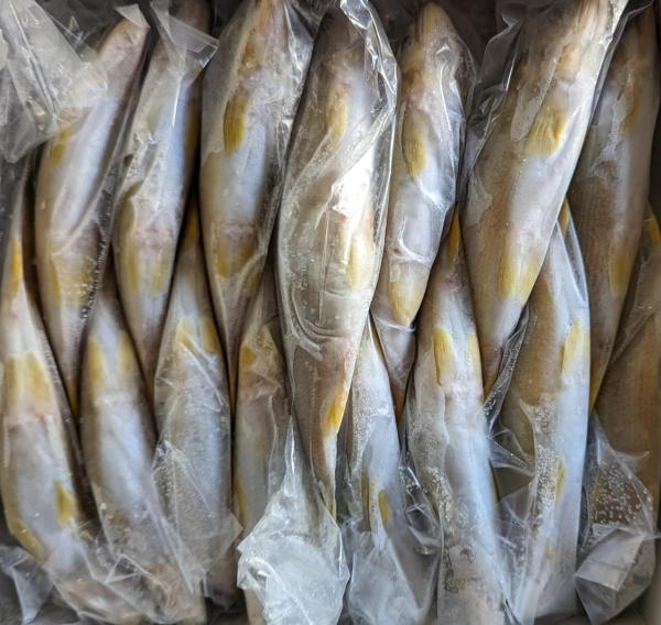 国産　子持あゆ　1Kg（10〜15尾）x10枚　限定品