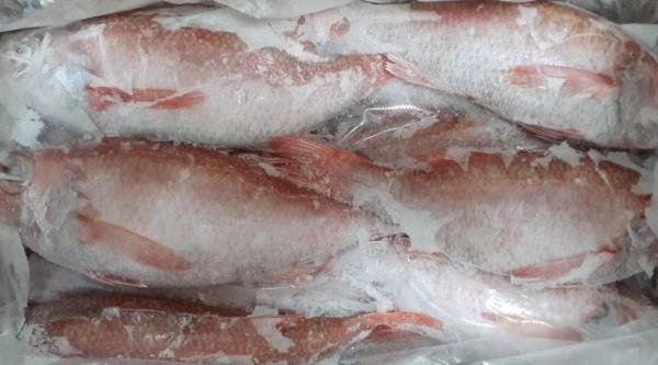 韓国産　赤ムツ　ラウンド　10Kg　尾150-200ｇ　冷凍　加熱用