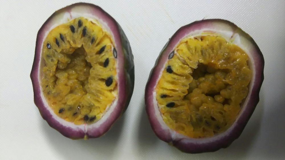 �x�g�i���Y�@�p�b�V�����t���[�c�@�z�[���@500��x20��