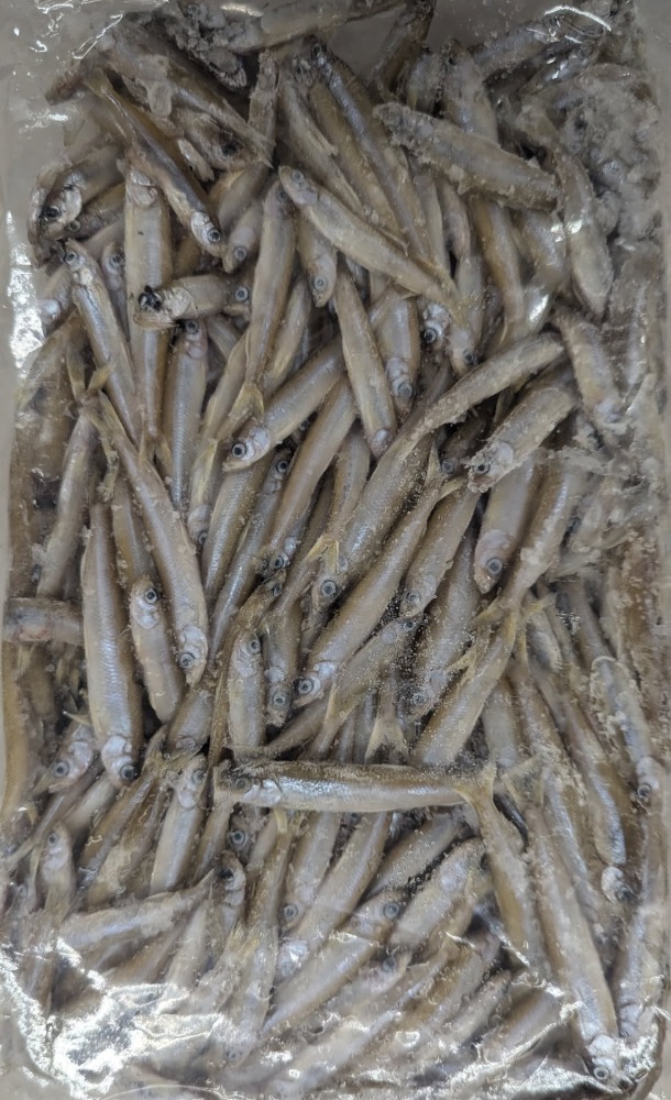 ���Y�@�킩�����@1Kgx12P�@6-8cm�@�Ⓚ