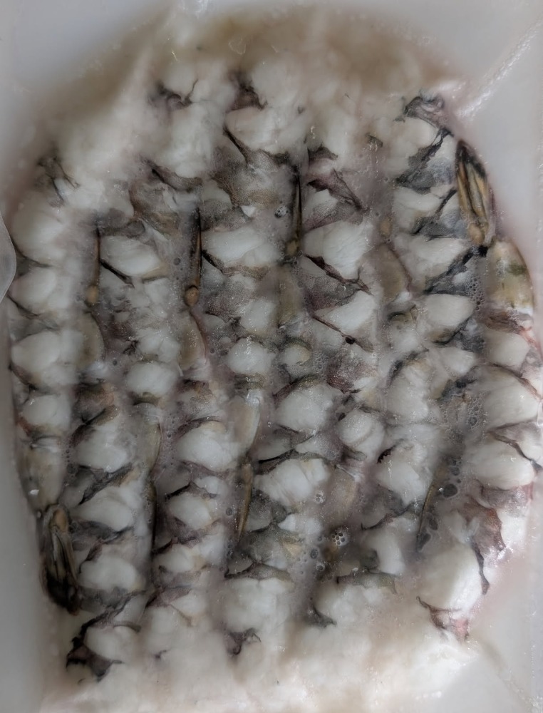 8-12�L�΂��C�V�u���b�N�^�C�K�[�@270���i10���jx40P�@�Ⓚ