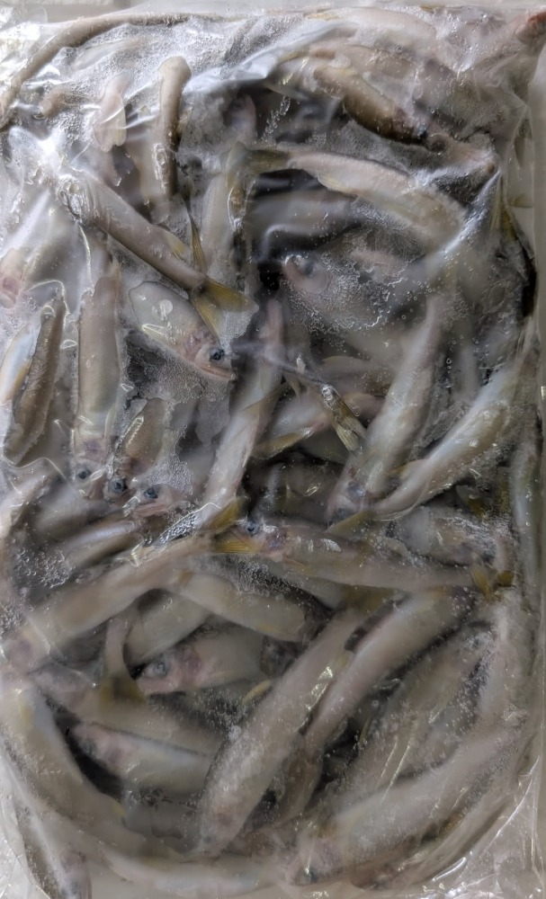 国産（岐阜県）稚鮎　1Kgx10P　尾約10ｇ　養殖