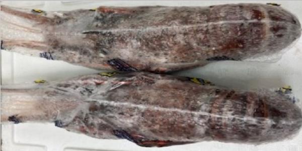 【刺身用】冷凍イセエビ5ｋｇ（11尾入れ）伊勢海老