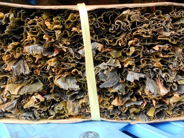 【白口浜】業務用促成真昆布Ｂ