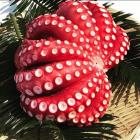 �X�܎ʐ^�E���S