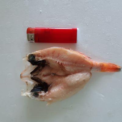 ノドグロ開き一夜干し　小　40/50ｇ