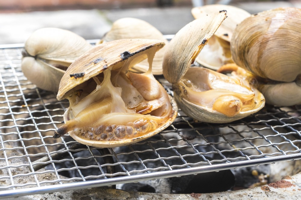 愛知県産　チルド品　大アサリ　バーベキュー　浜焼き