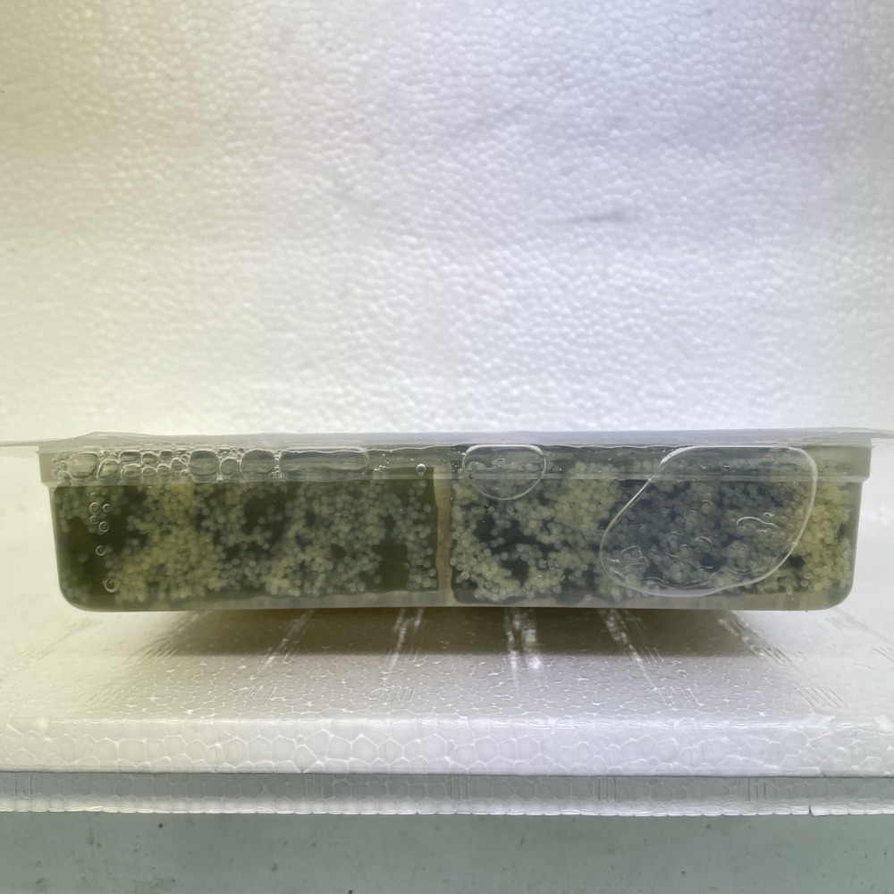 カット済み!!　寿司ネタ　塩水子持ち昆布　スライス　20枚　