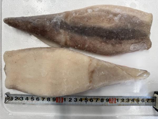 アルゼンチンマツイカツボ抜き(7.5k35入)IQF凍結