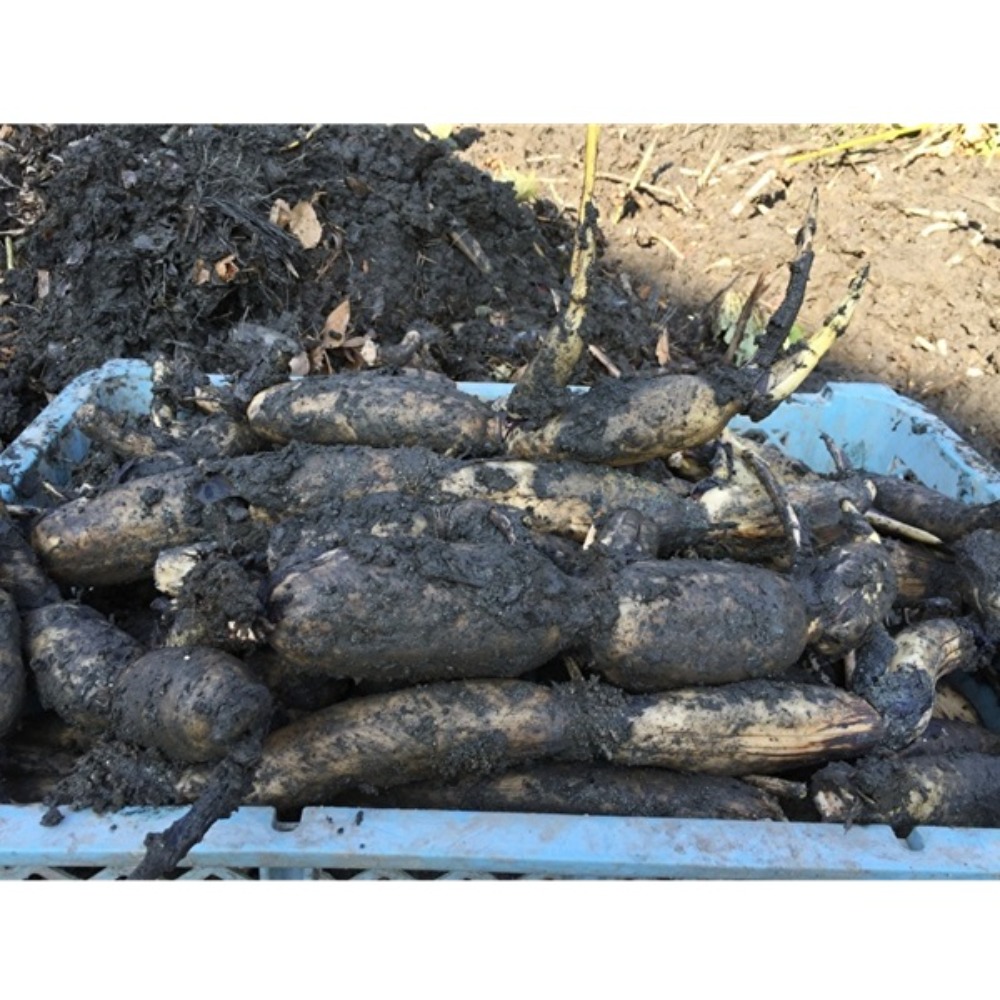 　土付きれんこん/蓮根　3kg