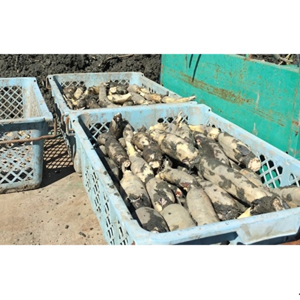 　土付きれんこん/蓮根　2kg