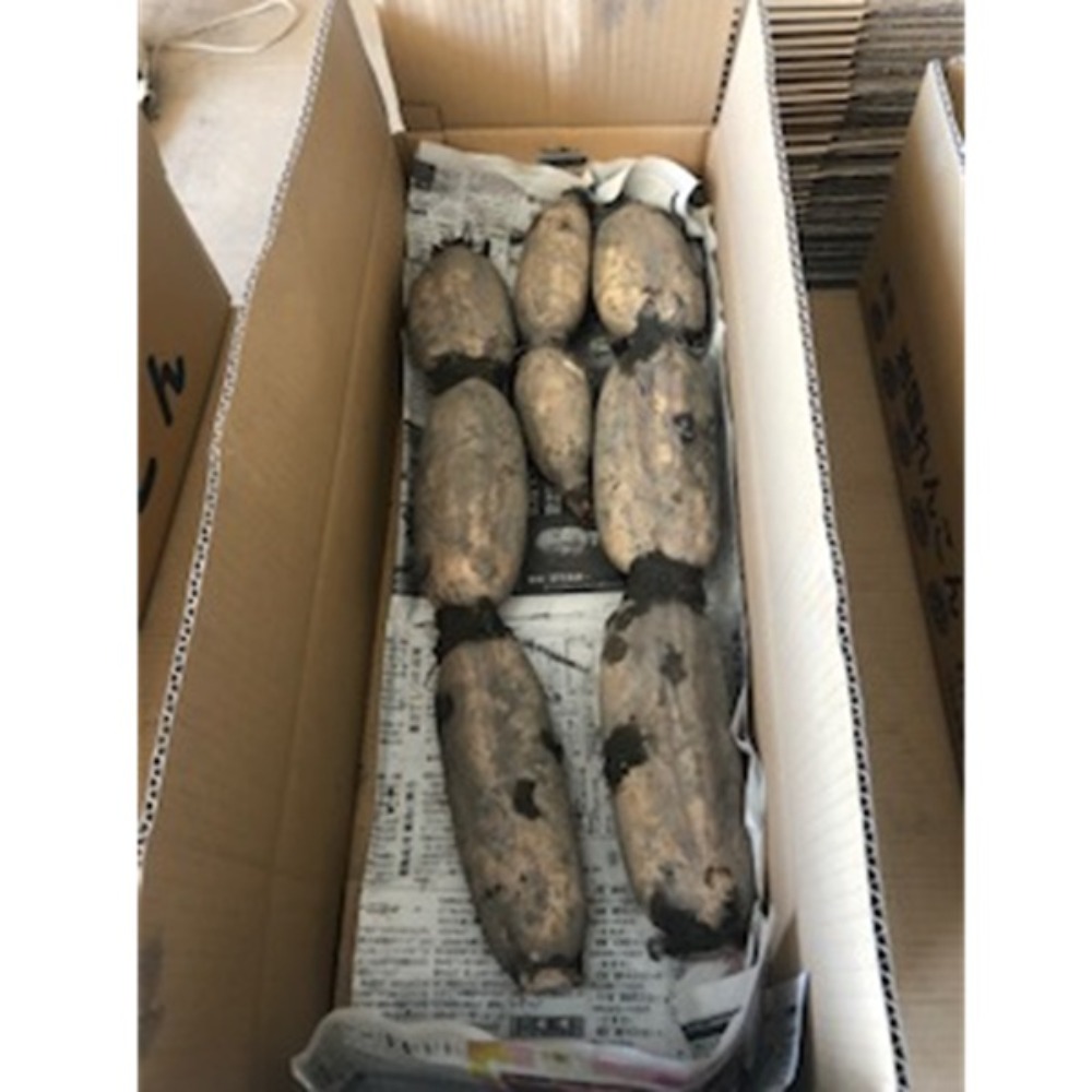 　土付きれんこん/蓮根　3kg