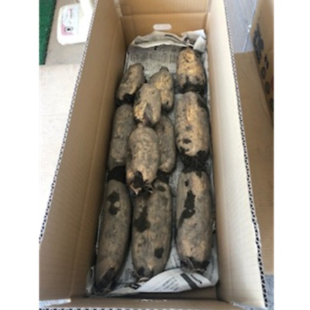 　土付きれんこん/蓮根　5kg